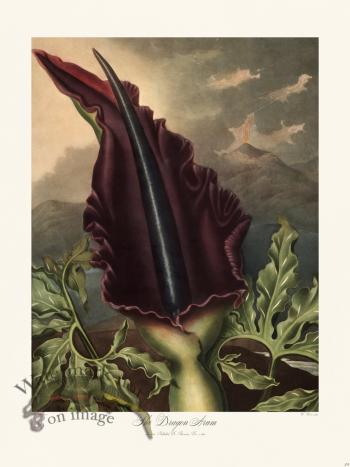 23 The Dragon Arum